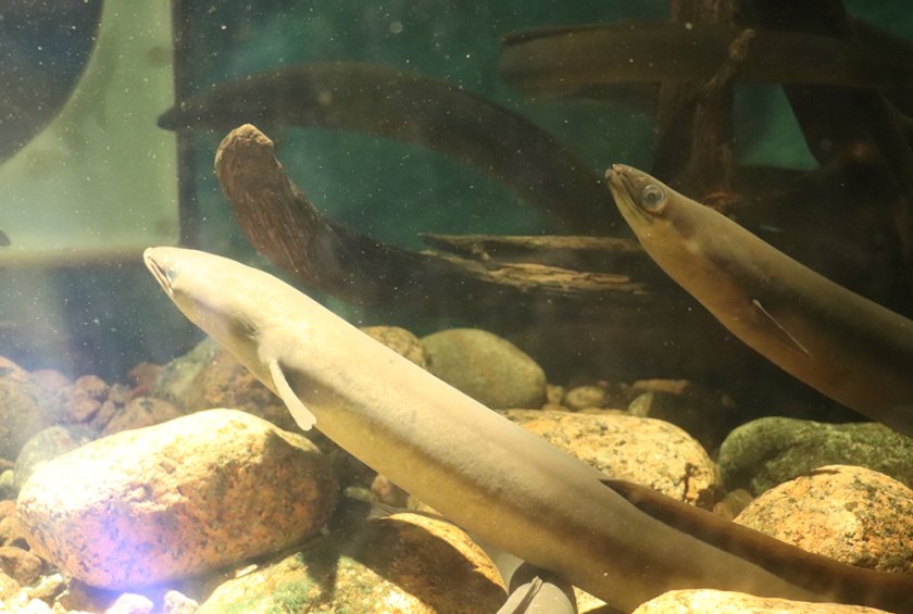 The live eels at the Maretarium (photo by Pauline Jehannet)