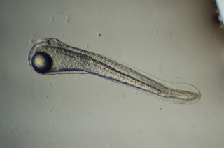 38B4_larvae_RNAlater_49hpf_epp3_1_700.jpg